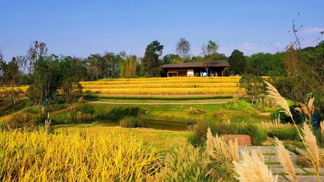 重庆广阳岛:探索建设最优价值生命共同体 重庆广阳岛:探索建设最优价值生命共同体