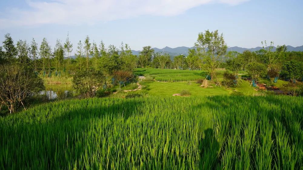 重庆广阳岛:探索建设最优价值生命共同体 重庆广阳岛:探索建设最优价值生命共同体