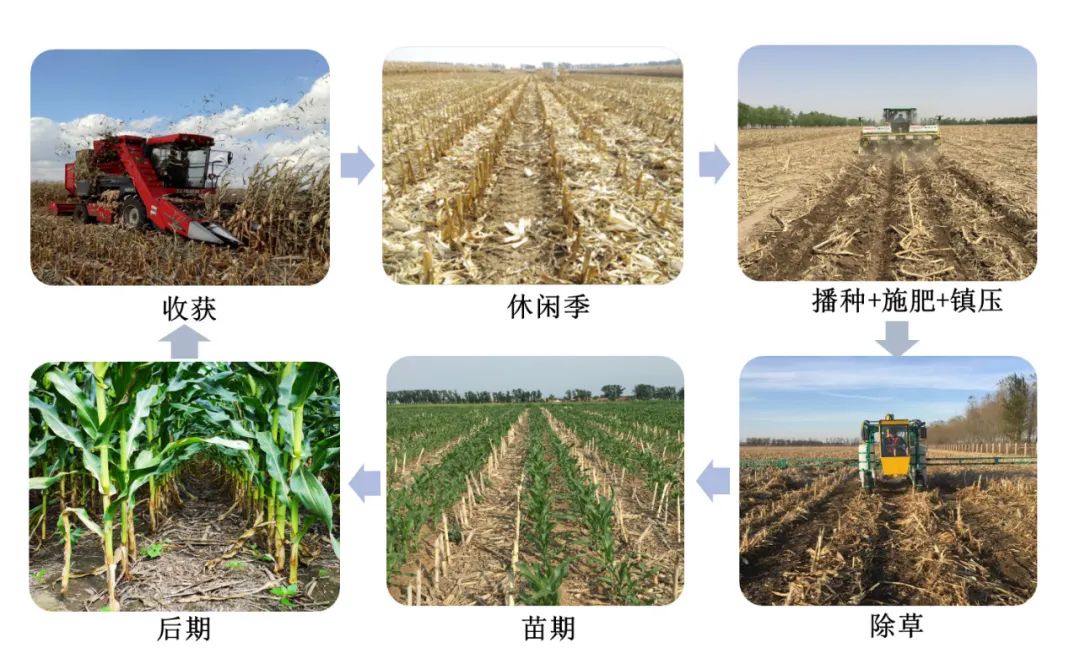 基于自然的解决方案典型案例|梨树模式呵护“耕地中的大熊猫” 基于自然的解决方案典型案例|梨树模式呵护“耕地中的大熊猫”