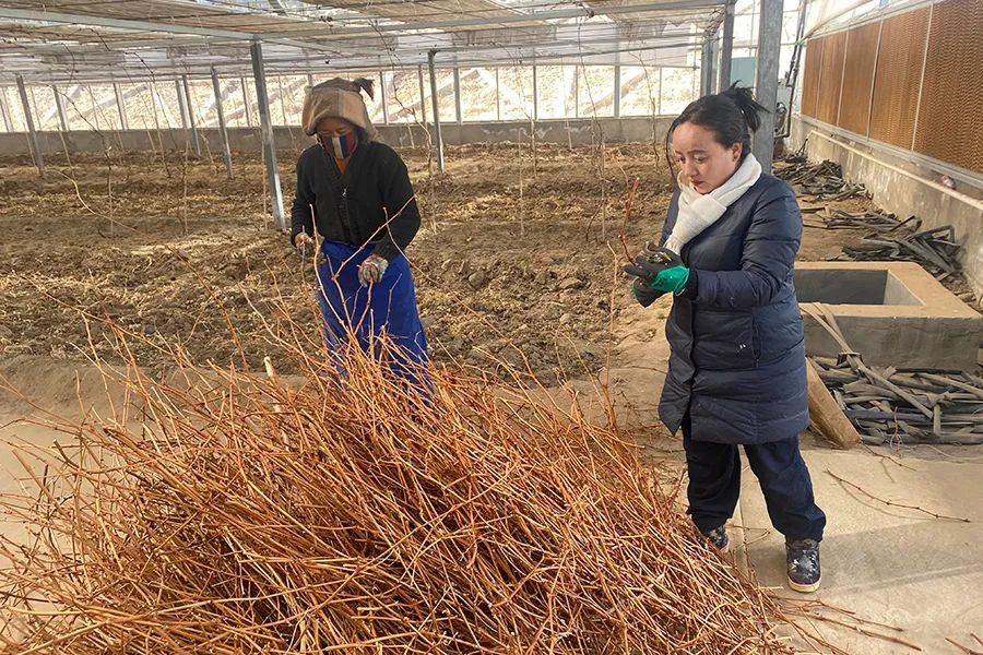 群众亲切地称她为“樱桃姑娘”——记全国脱贫攻坚先进个人德吉