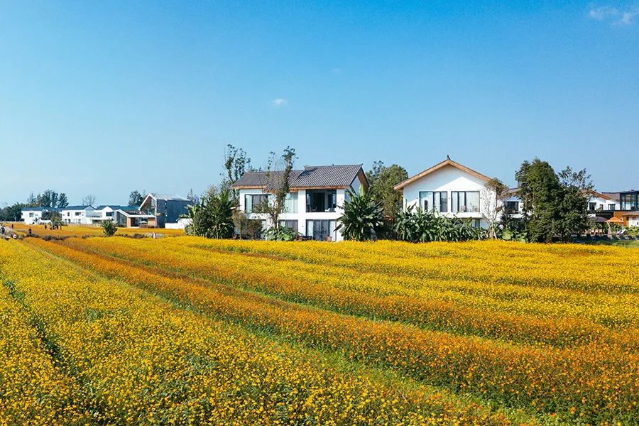 成都乡村规划师十年