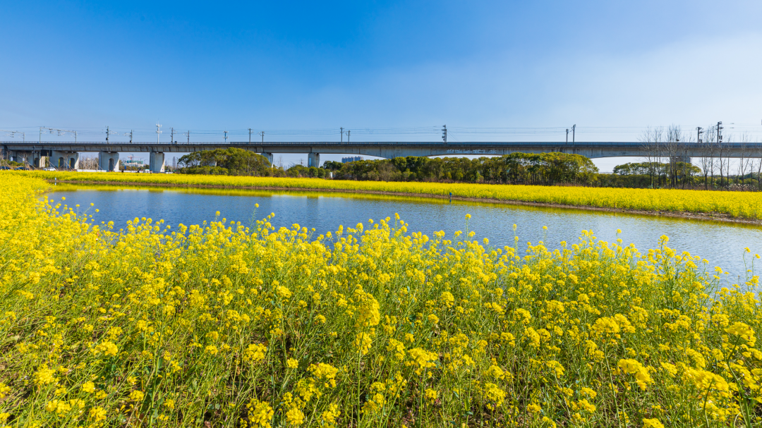 临平储备地块变身高颜值“网红花海”! 临平储备地块变身高颜值“网红花海”!