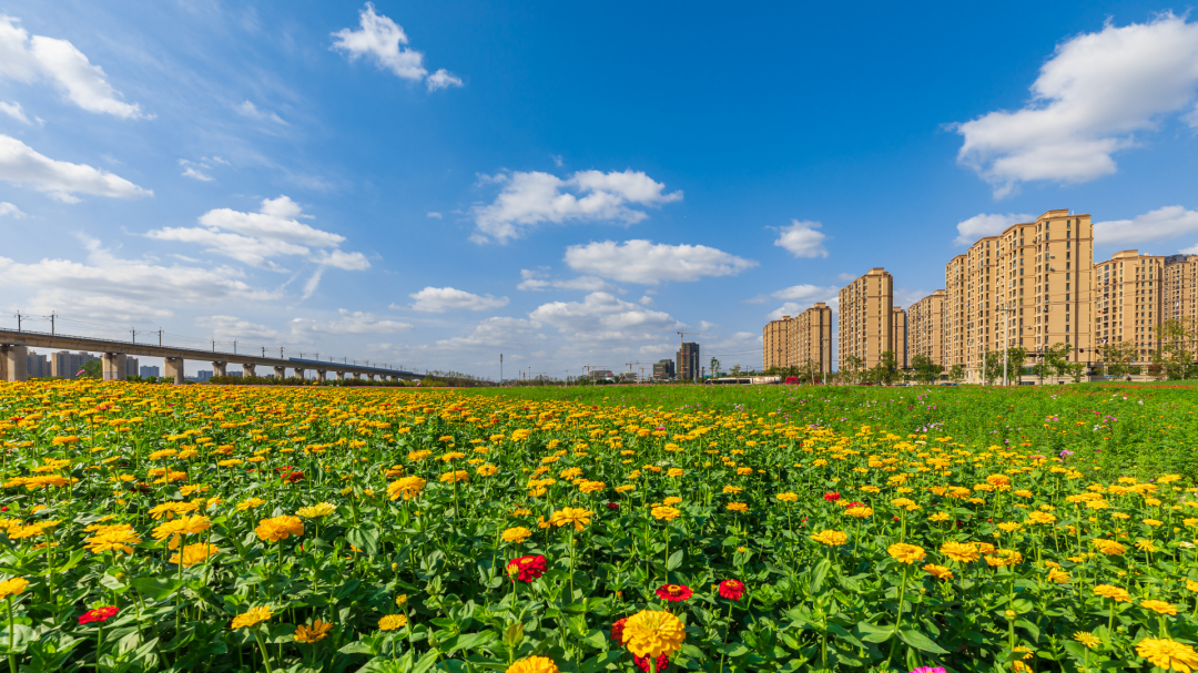 临平储备地块变身高颜值“网红花海”! 临平储备地块变身高颜值“网红花海”!