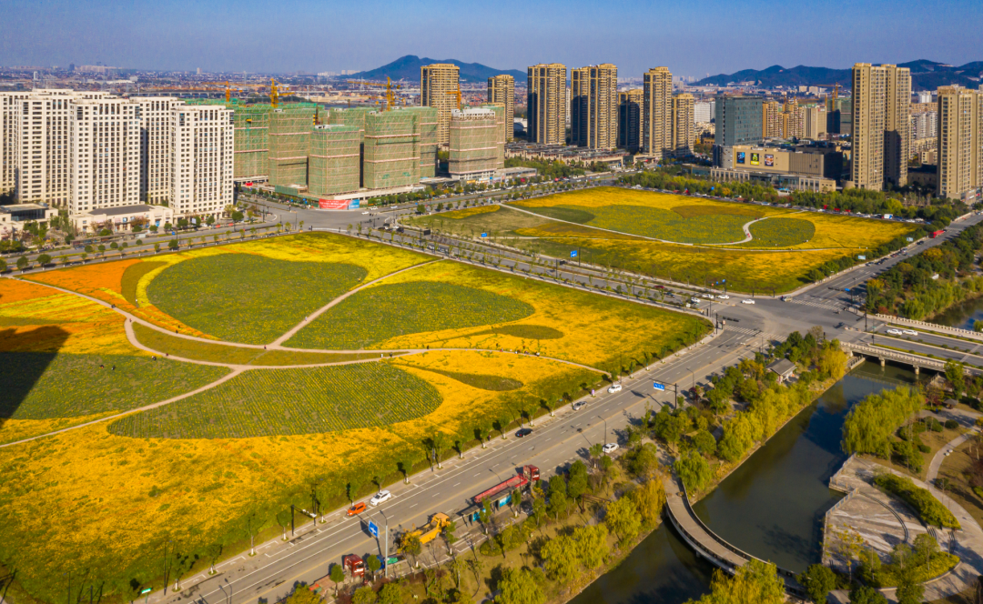临平储备地块变身高颜值“网红花海”! 临平储备地块变身高颜值“网红花海”!