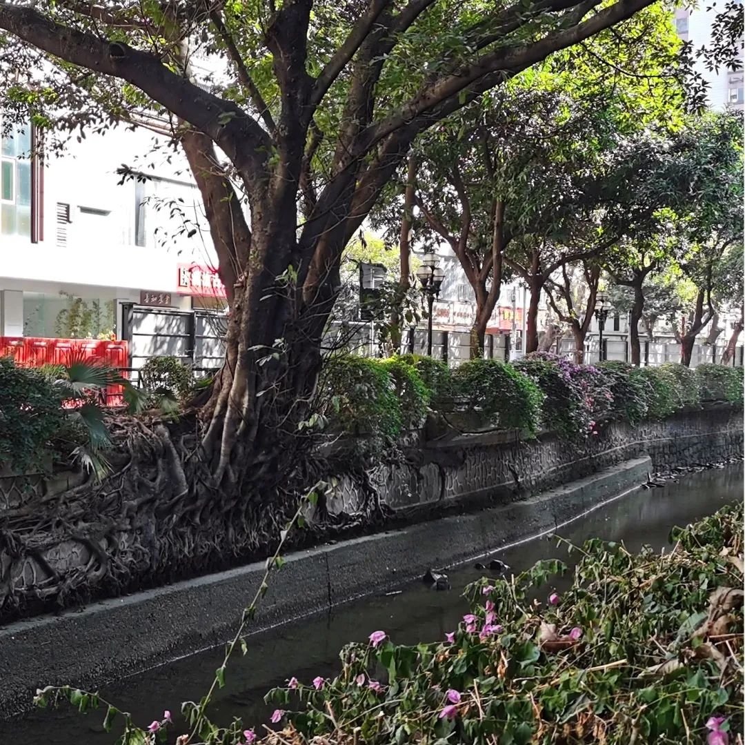 碧水回归,红色文化绽放夺目光华 碧水回归,红色文化绽放夺目光华