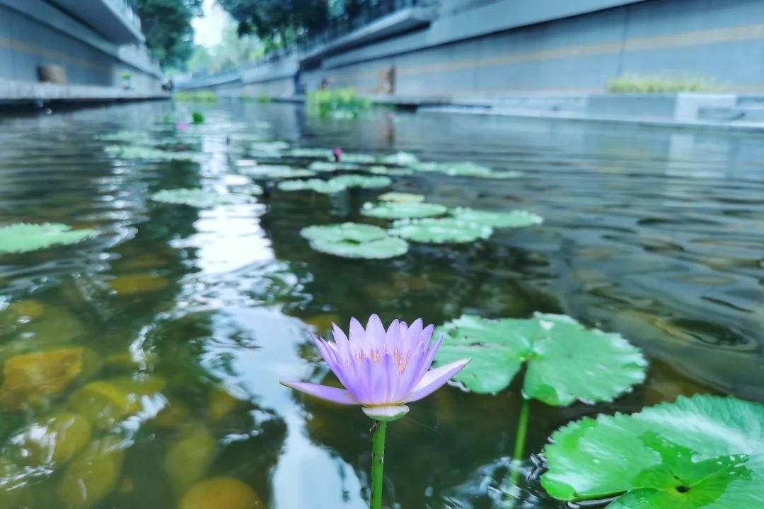 碧水回归,红色文化绽放夺目光华 碧水回归,红色文化绽放夺目光华