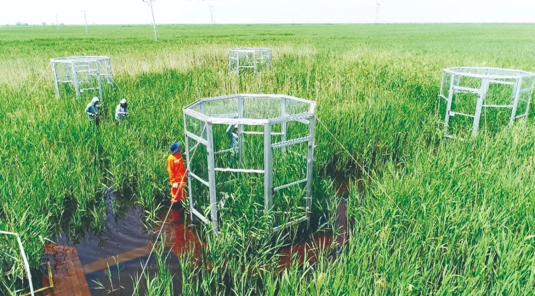 走进滨海湿地野外站，来场湿地“碳”究！
