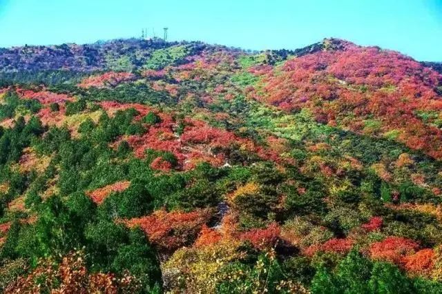 2021北京红叶观赏指南! 2021北京红叶观赏指南!