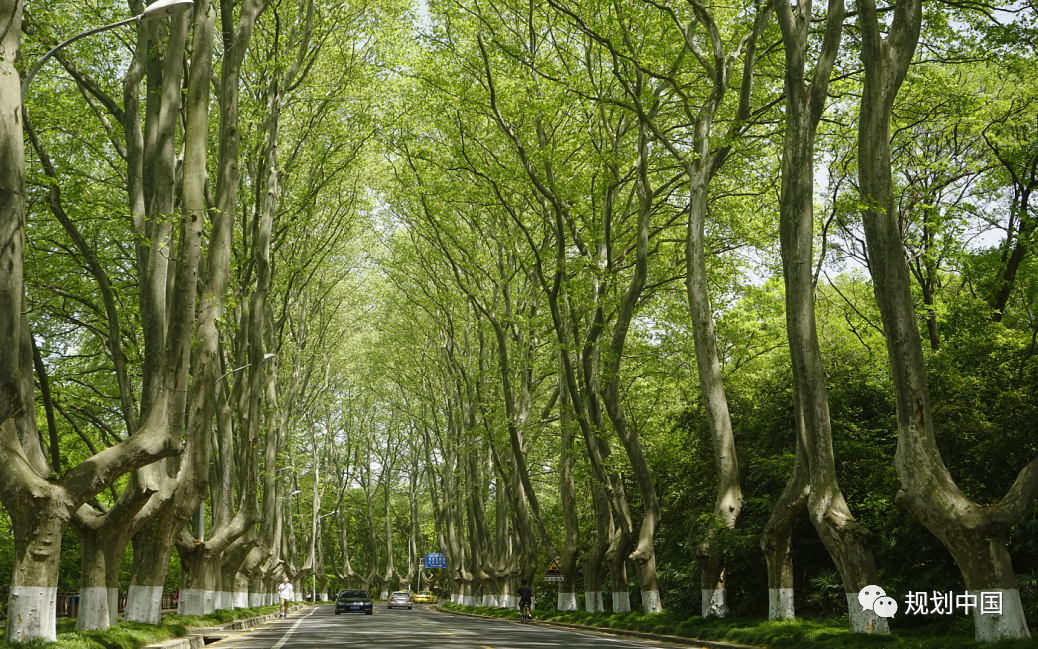 中规智库丨《城市道路绿化设计标准》修编研讨会在京顺利举行