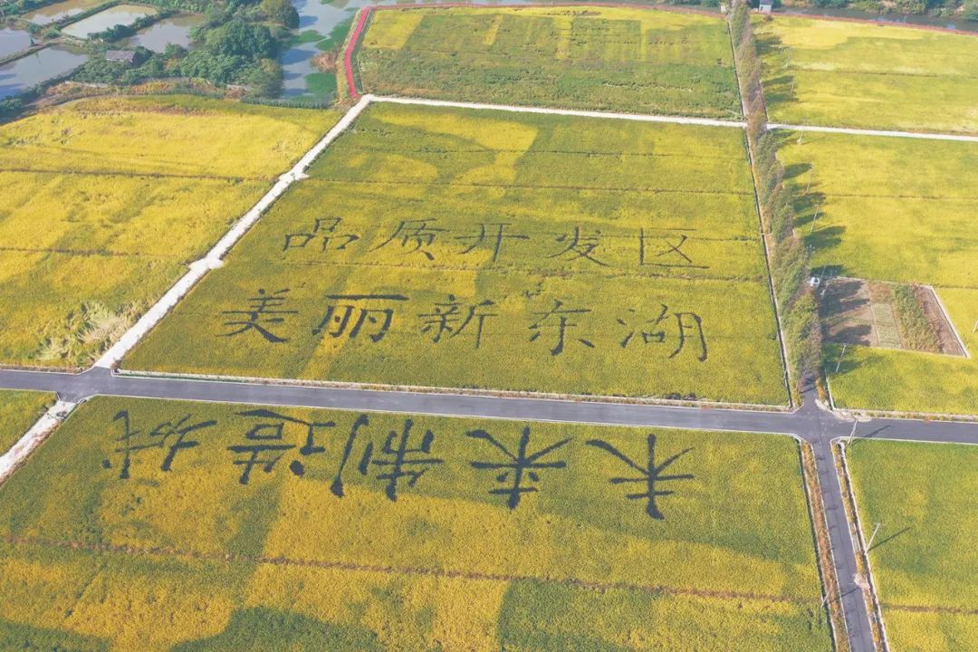 城乡兼顾 抱团共富︱全域整治赋能临平生态蝶变 跨越发展
