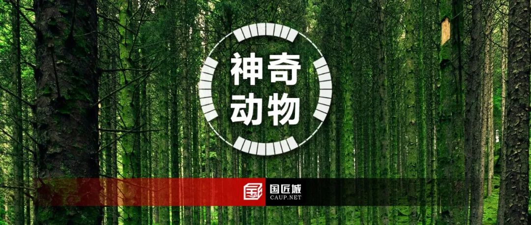 规划那些事儿：神奇动物在哪里？