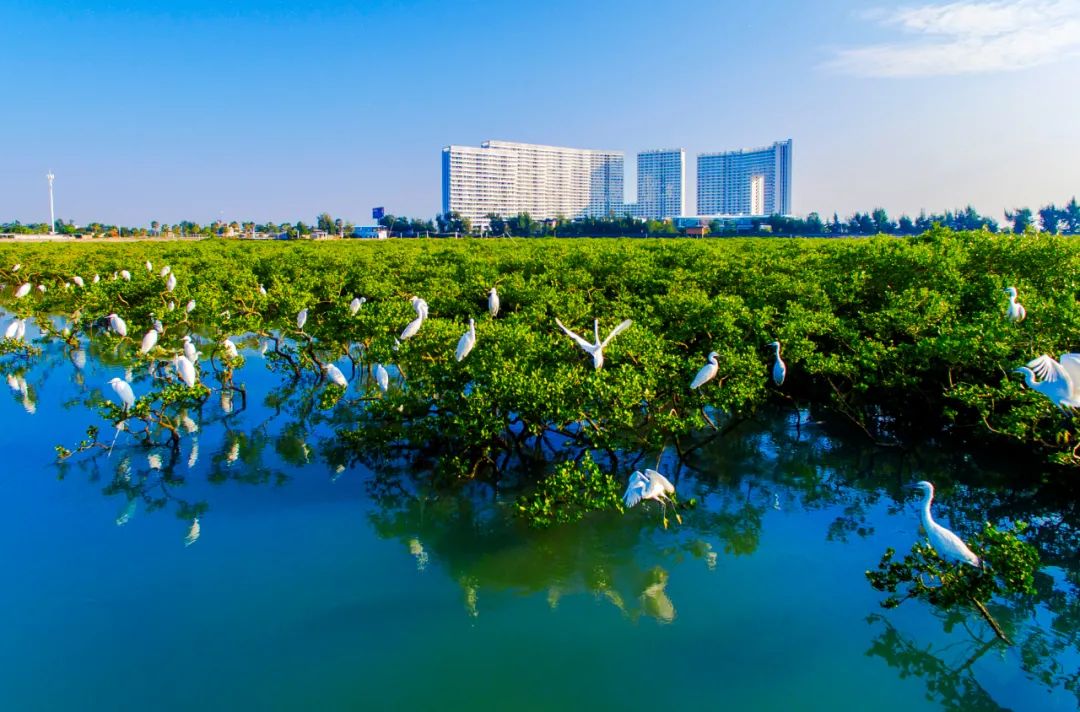 奋斗百年路 启航新征程|红树林,这边“风景独好” 奋斗百年路 启航新征程|红树林,这边“风景独好”