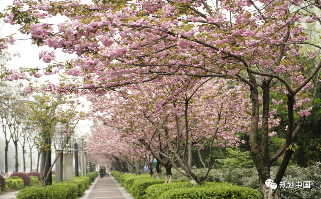 中规智库丨《城市道路绿化设计标准》修编研讨会在京顺利举行