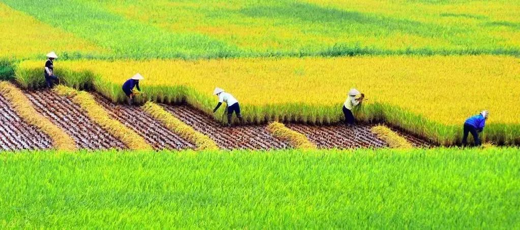 园地变耕地，会成为落实“进出平衡”的主要途径吗？
