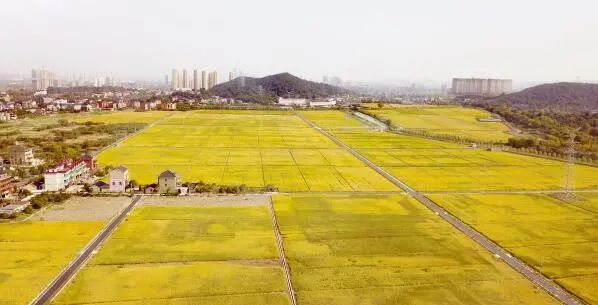 改“小田”变“大田” 从“满天星”到“百千万”！杭州的“大地魔术”正在“上演”