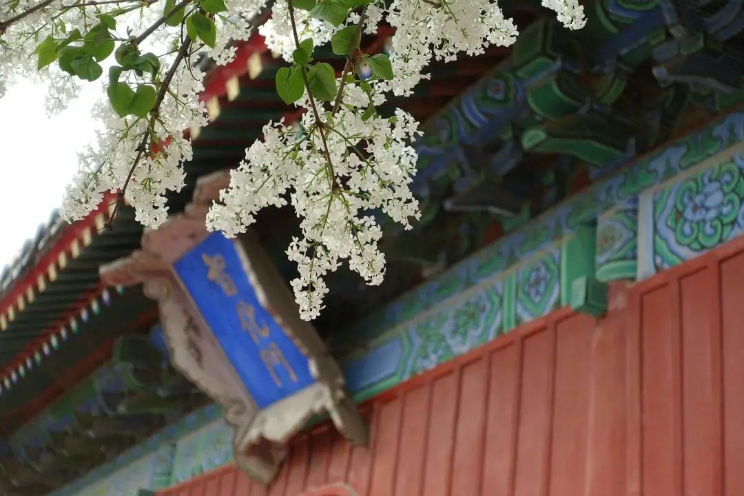 美苑英华丨“智化寺明代彩画信息采集与仿真复原研究”课题综述 美苑英华丨“智化寺明代彩画信息采集与仿真复原研究”课题综述