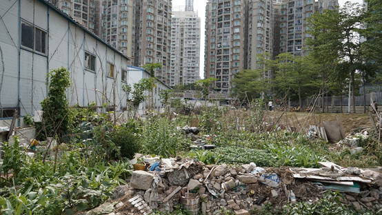 景观实践｜笋岗火车花园，家门口畅想自然的活力场域