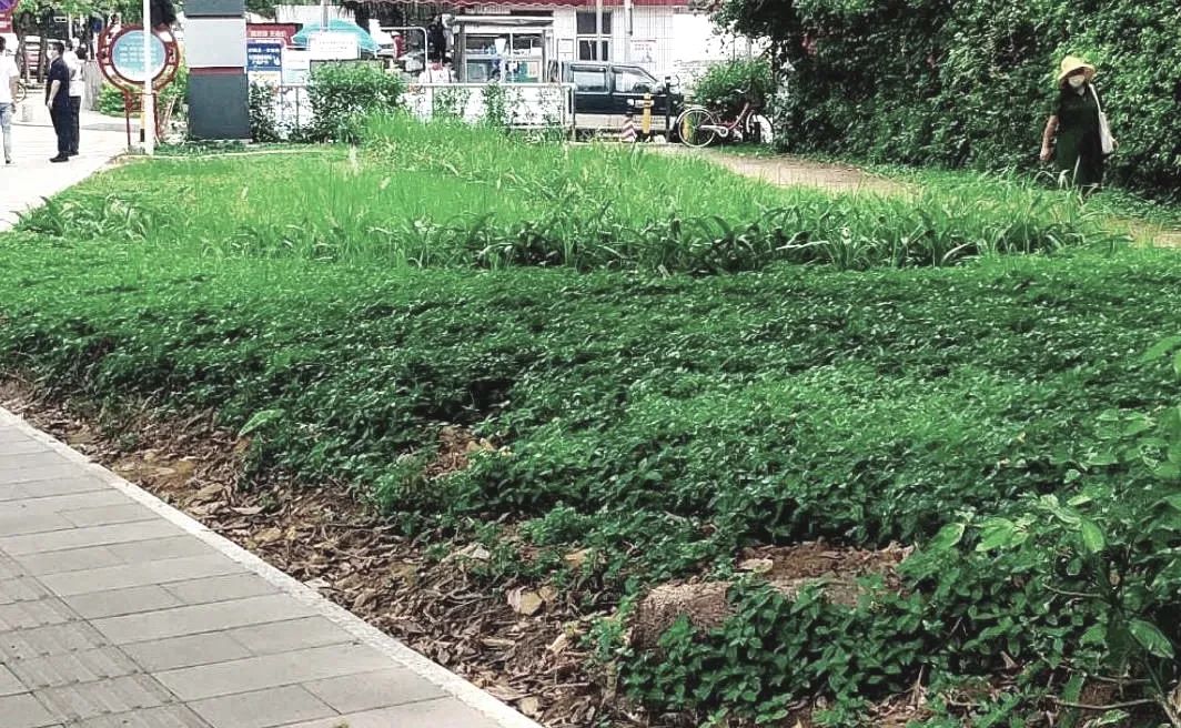 城市更新丨深圳市福田区共建口袋公园更新改造路径研究 城市更新丨深圳市福田区共建口袋公园更新改造路径研究