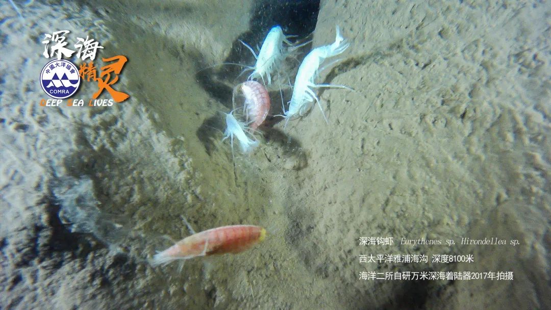 世界地球日|来自大洋深处的礼物 世界地球日|来自大洋深处的礼物