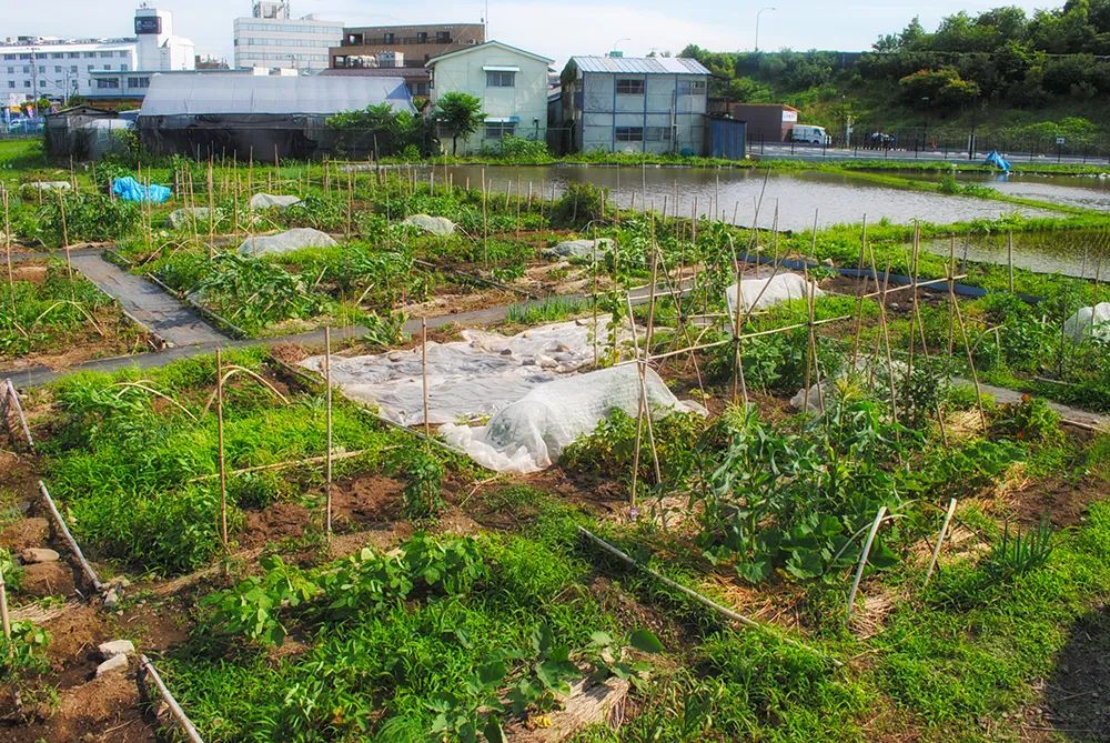 日本乡村振兴的「四大金刚」