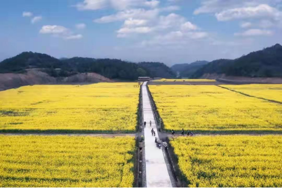 耕地保护“浙”里行丨桐庐：旱地变良田 田园焕新颜