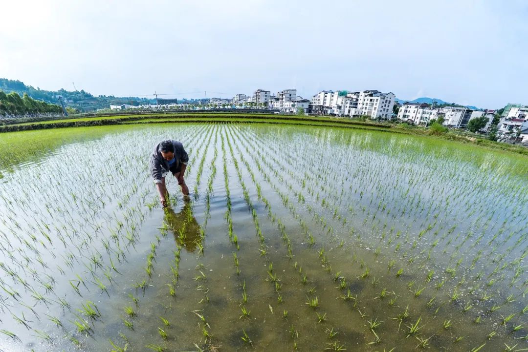 大美中国·i自然 | 水润田畴农事忙