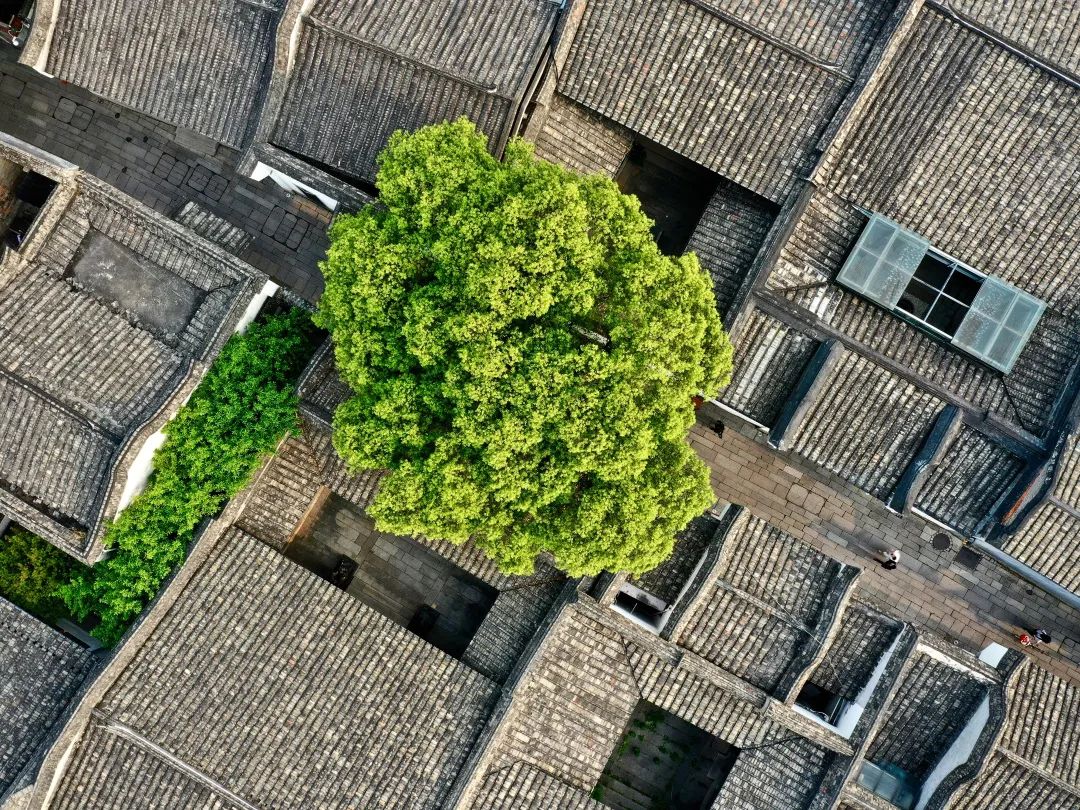 跟着总书记的脚步,看三坊七巷记住乡愁 跟着总书记的脚步,看三坊七巷记住乡愁