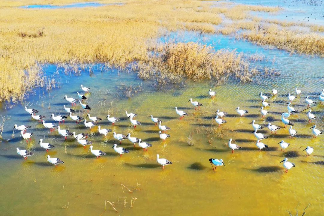 大美中国·i自然 | 山东东营：醉美黄河口湿地