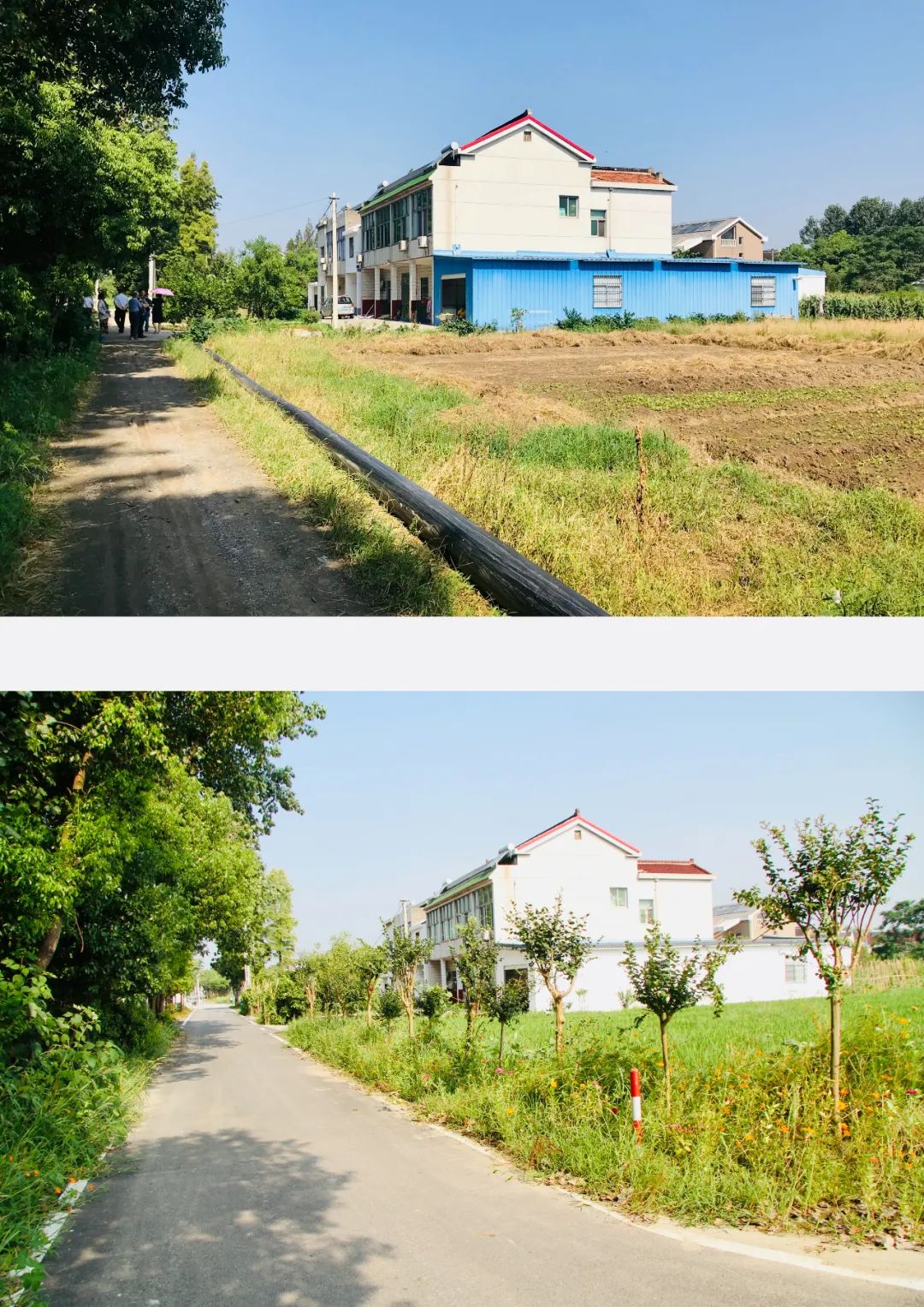 瞧，这个名叫新市村的苏南小村里，新事儿有挺多｜我们的新时代