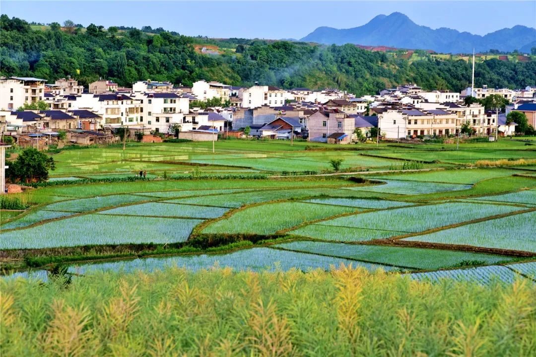 大美中国·i自然 | 水润田畴农事忙