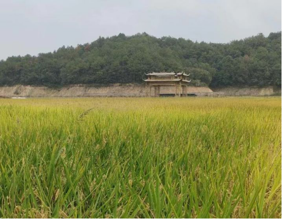 耕地保护“浙”里行丨桐庐：旱地变良田 田园焕新颜