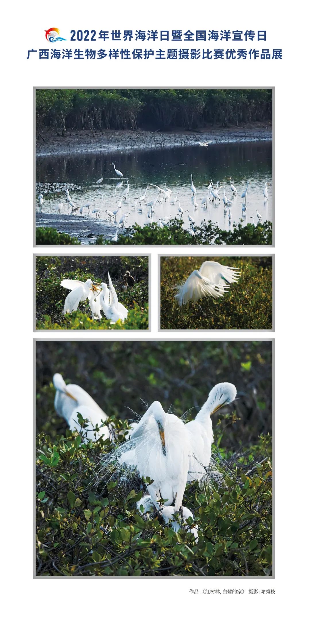 广西海洋生物多样性保护主题摄影比赛优秀作品展 | 大美中国·i自然