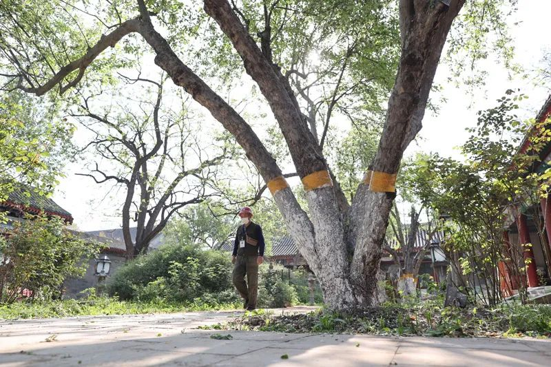 万寿寺又添“活文物”,13株古海棠获认定 万寿寺又添“活文物”,13株古海棠获认定