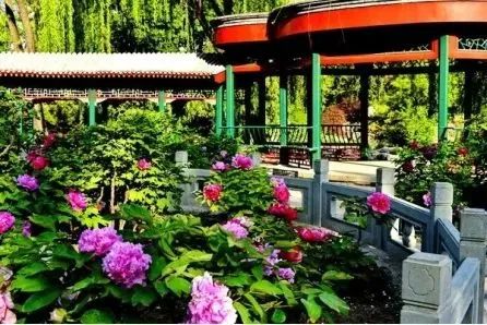 历史上北京地区哪儿的牡丹最负盛名? 历史上北京地区哪儿的牡丹最负盛名?