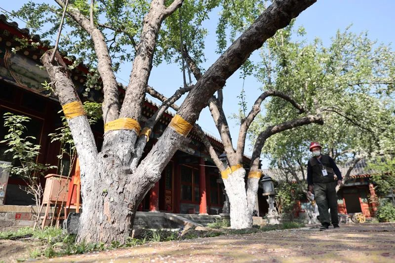万寿寺又添“活文物”,13株古海棠获认定 万寿寺又添“活文物”,13株古海棠获认定