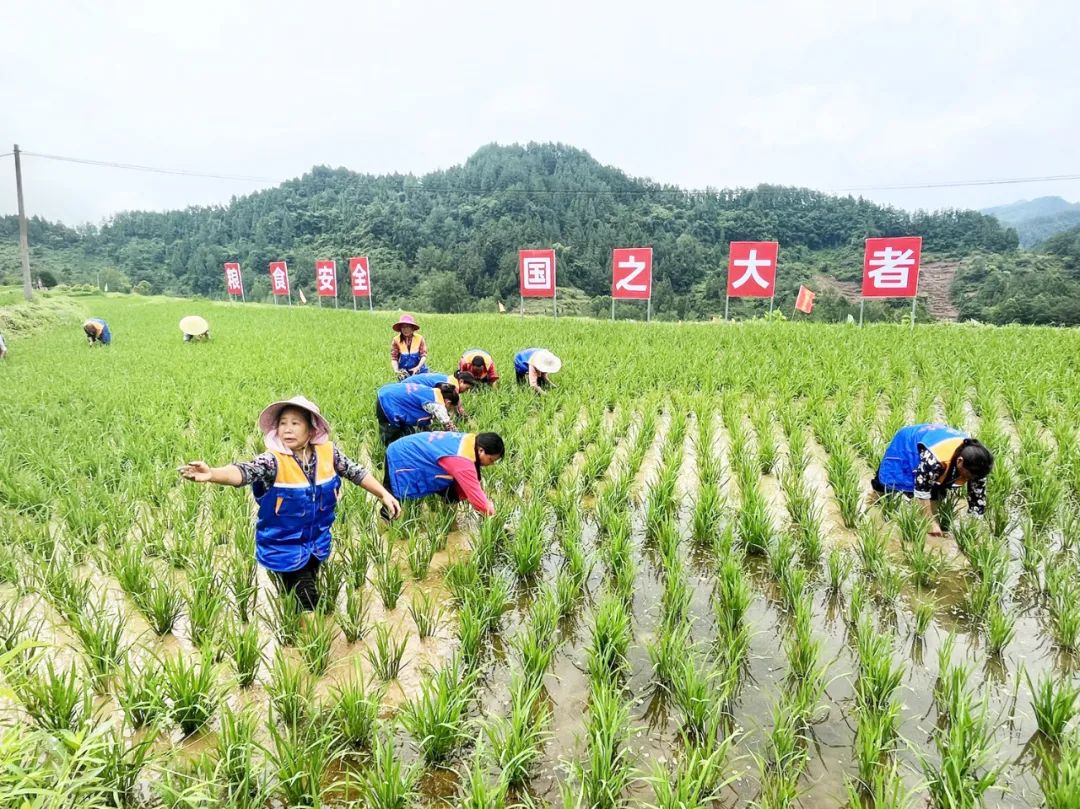 守好“饭碗田”  蹚出致富路