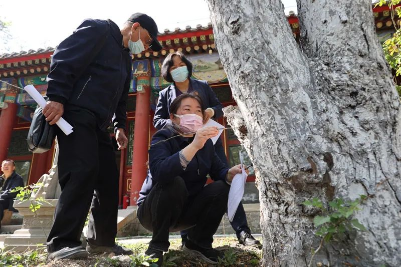 万寿寺又添“活文物”,13株古海棠获认定 万寿寺又添“活文物”,13株古海棠获认定