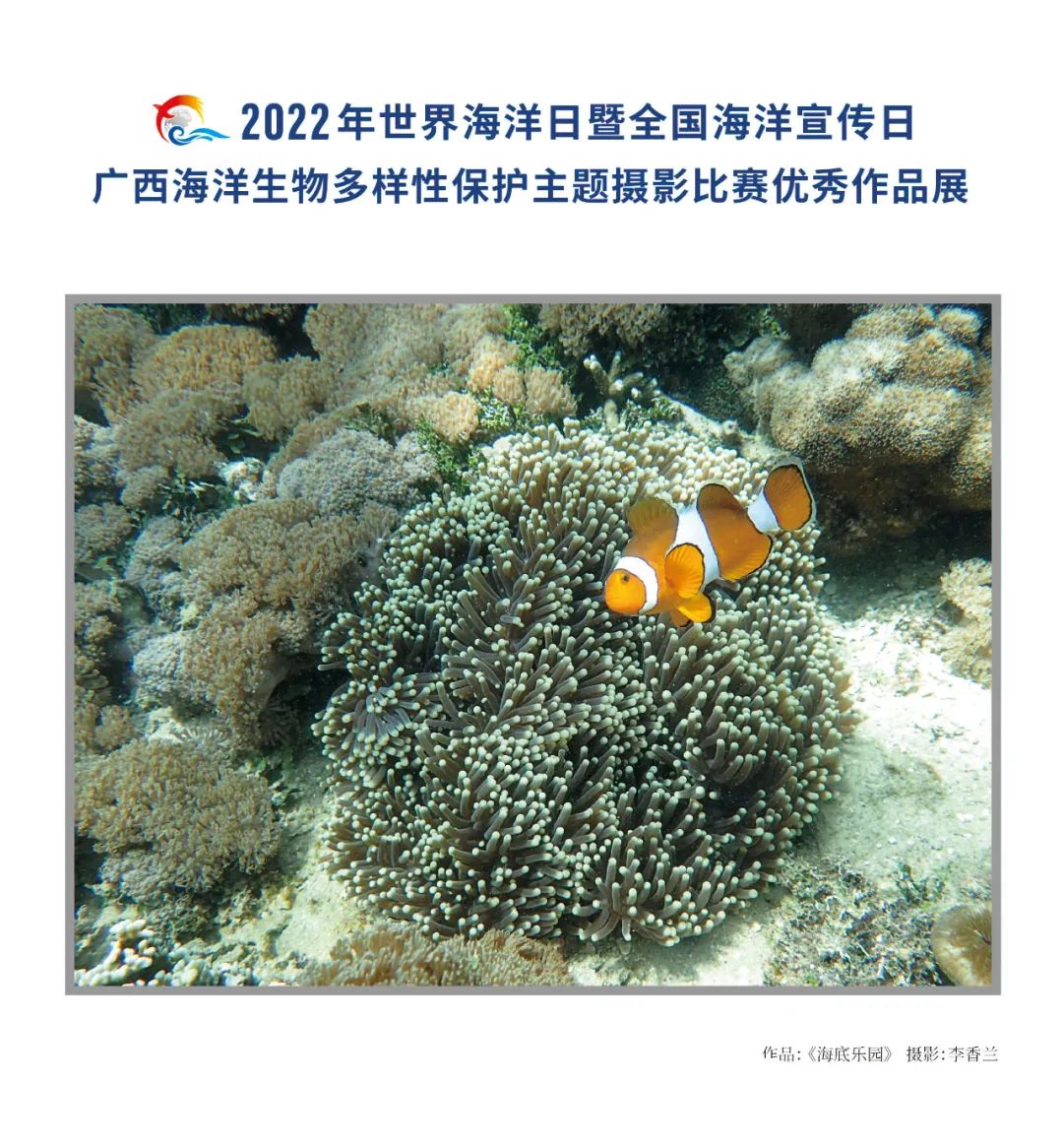 广西海洋生物多样性保护主题摄影比赛优秀作品展 | 大美中国·i自然