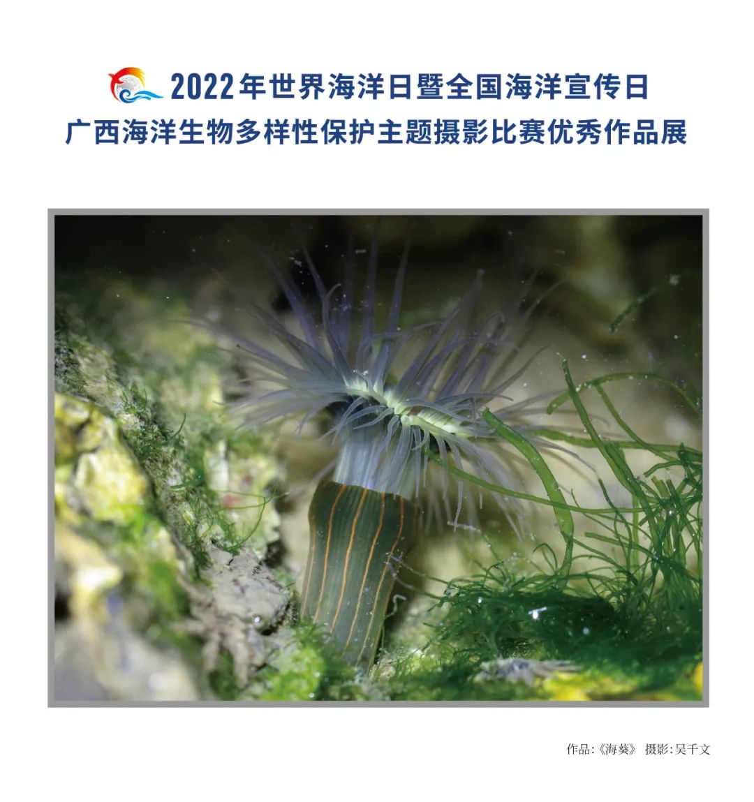 广西海洋生物多样性保护主题摄影比赛优秀作品展 | 大美中国·i自然