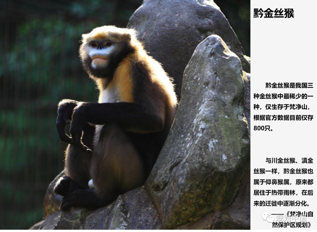 发现真正的问题——梵净山世界自然遗产保护实践