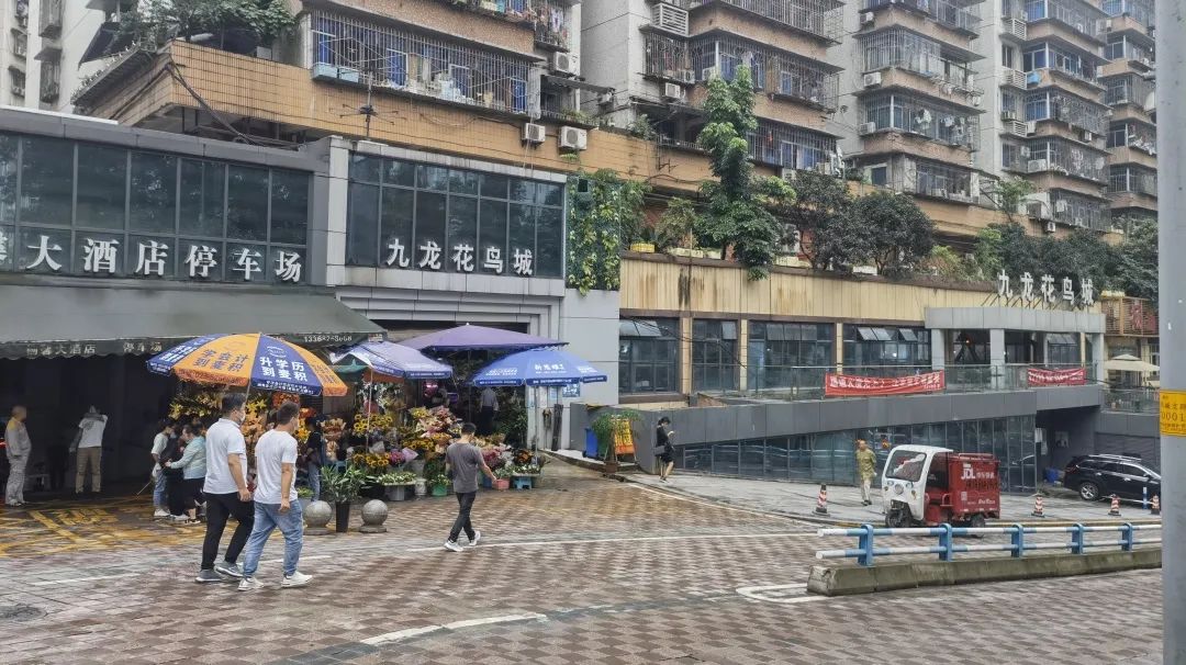 九龙花鸟市场——老商圈的浮沉日记 九龙花鸟市场——老商圈的浮沉日记