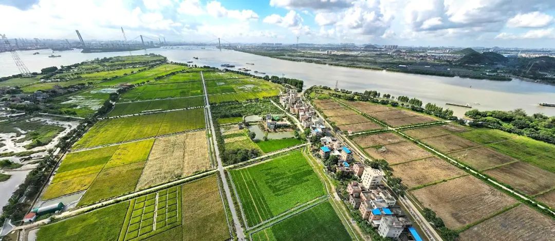 城乡高质量融合下广州都市农业建设的案例与思考 城乡高质量融合下广州都市农业建设的案例与思考