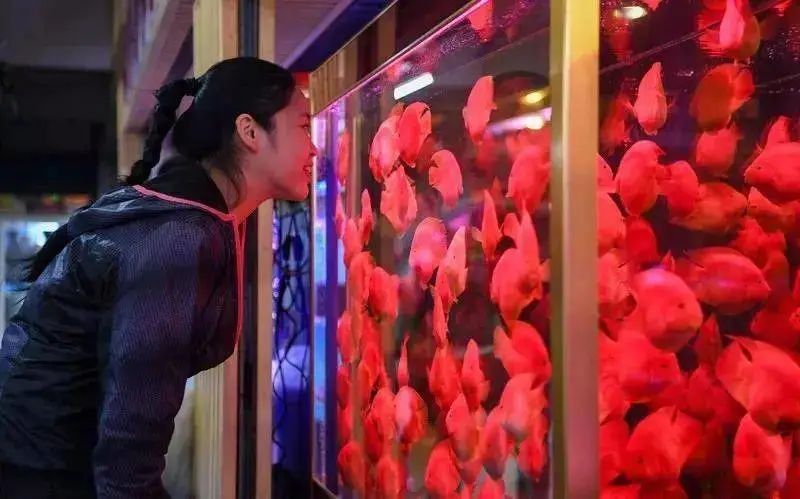 九龙花鸟市场——老商圈的浮沉日记 九龙花鸟市场——老商圈的浮沉日记