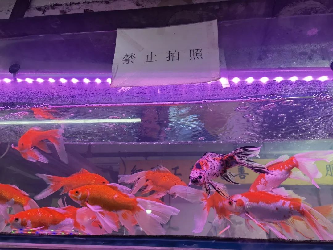 九龙花鸟市场——老商圈的浮沉日记 九龙花鸟市场——老商圈的浮沉日记