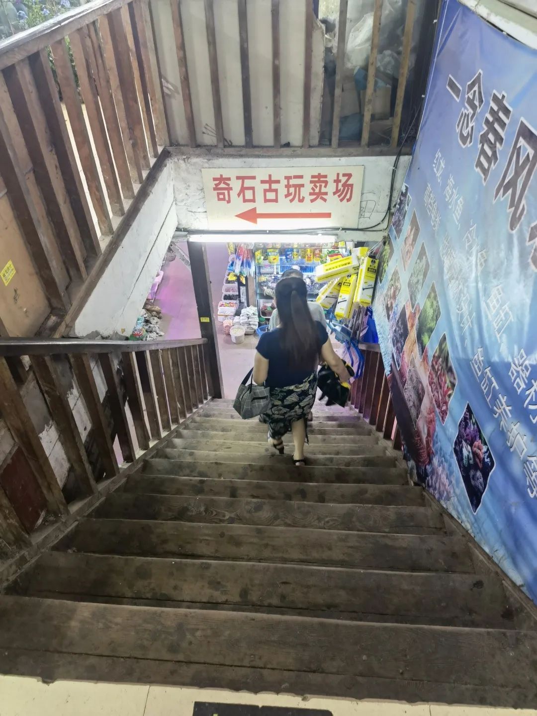 九龙花鸟市场——老商圈的浮沉日记 九龙花鸟市场——老商圈的浮沉日记