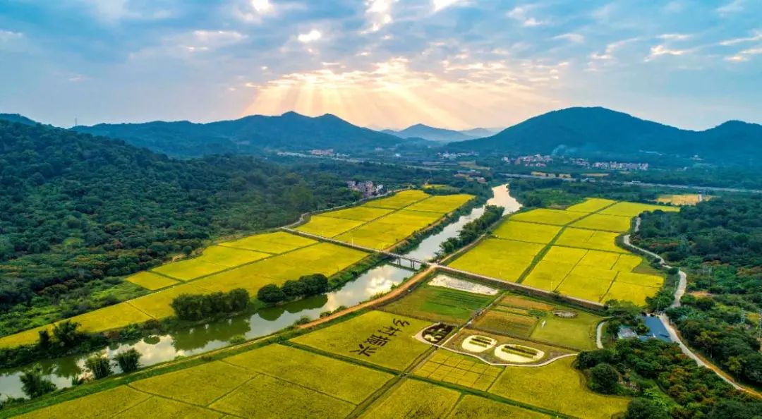 城乡高质量融合下广州都市农业建设的案例与思考 城乡高质量融合下广州都市农业建设的案例与思考
