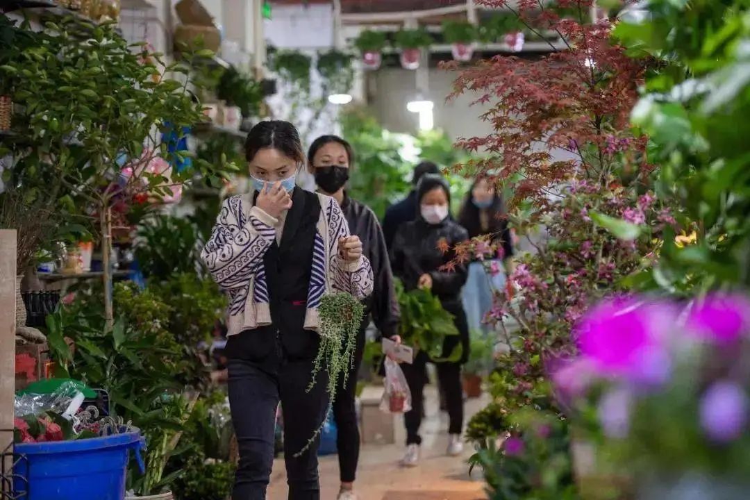 九龙花鸟市场——老商圈的浮沉日记 九龙花鸟市场——老商圈的浮沉日记