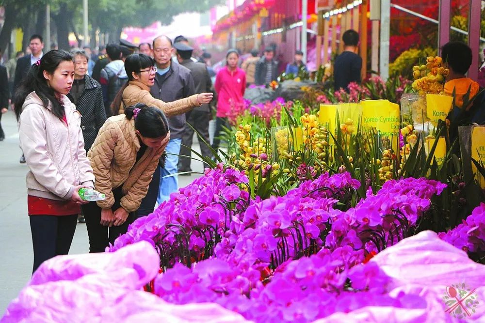 九龙花鸟市场——老商圈的浮沉日记 九龙花鸟市场——老商圈的浮沉日记