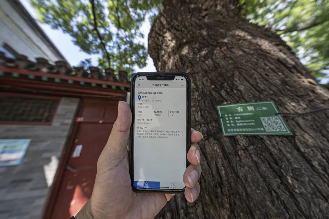 老胡同 · 新生活 | 到北京首条古树主题文化胡同走一走~ 老胡同 · 新生活 | 到北京首条古树主题文化胡同走一走~