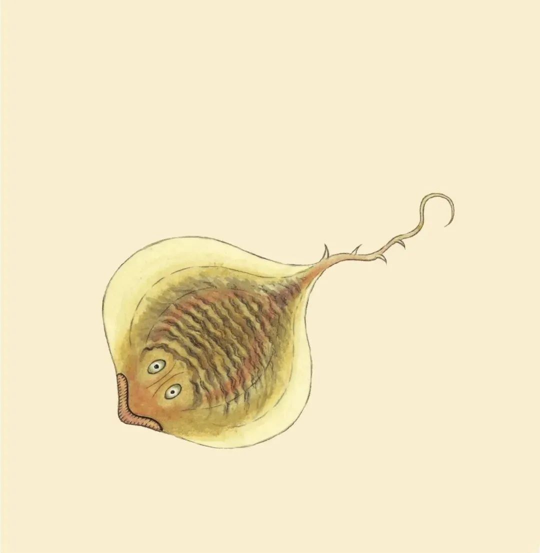 全彩注译版《海错图》，重现深藏清宫300年的“海洋生物博物馆”！